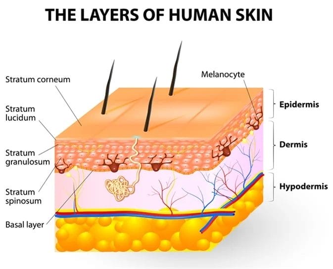 The vital functions and importance of skin