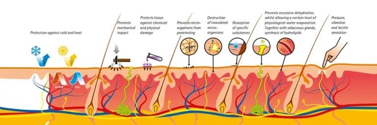 The vital functions and importance of skin